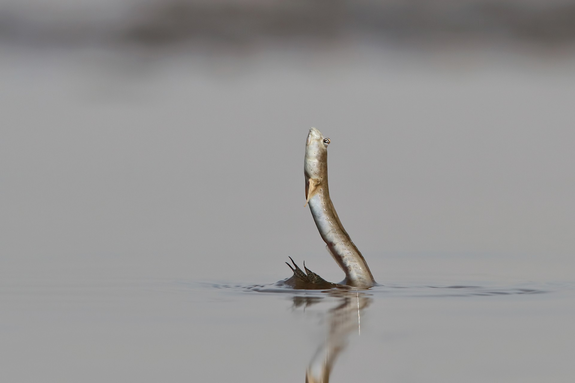 Beautiful dirty - Learnings From The Field: Saurabh Desai | Nature inFocus