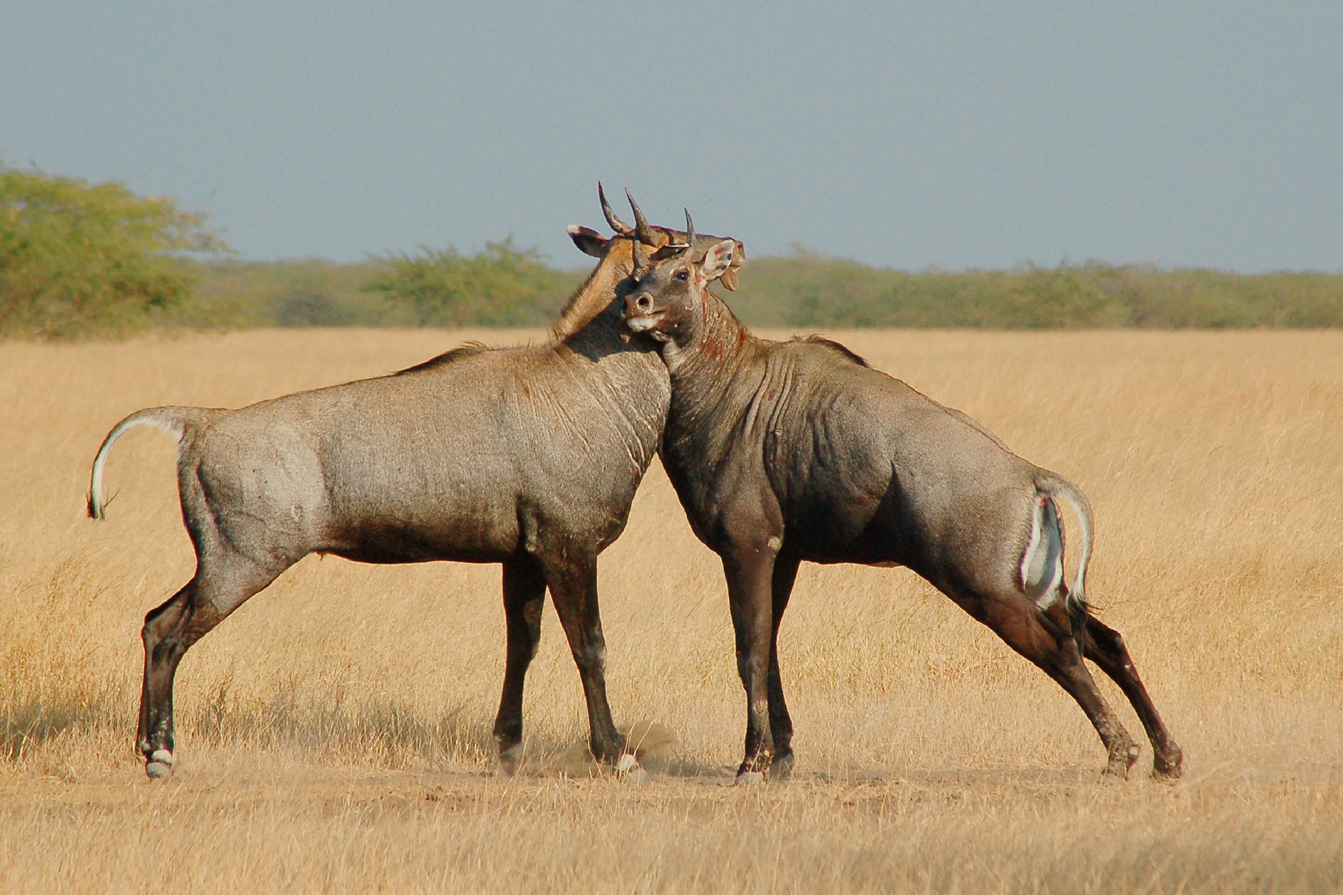 Blue bull confrontation - Learnings From The Field: Saurabh Desai | Nature inFocus