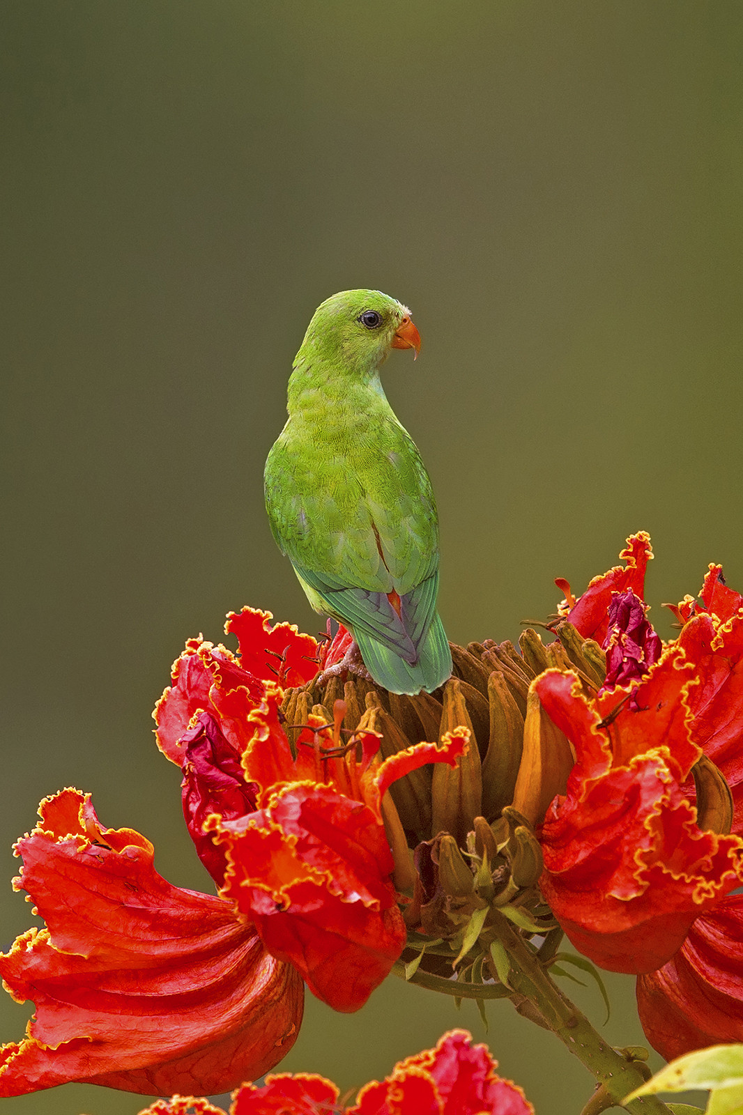 A v - Scouting The Blue Mountains | Nature inFocus