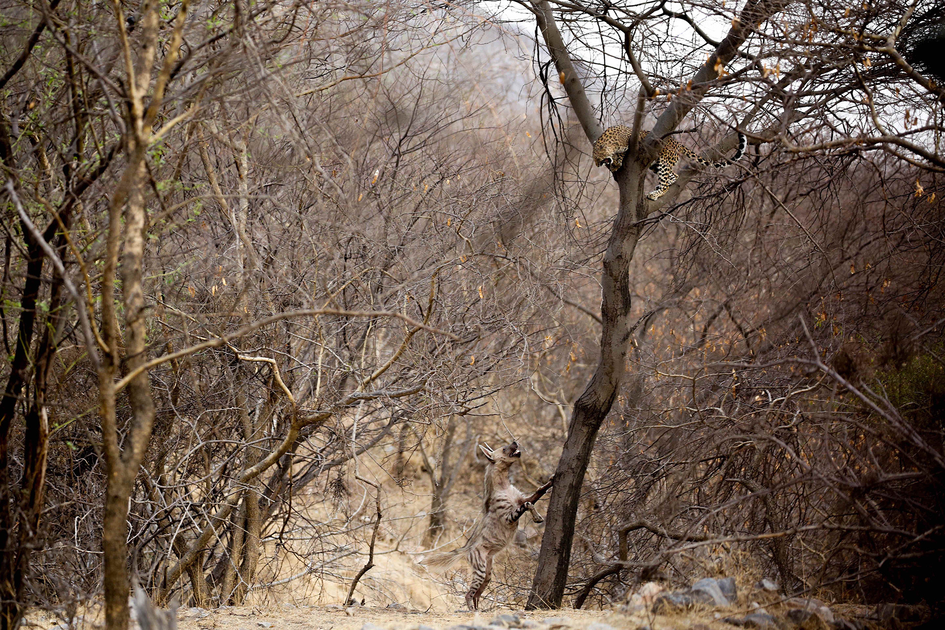 Animal behaviour nd runner up chaitanya rawat eye to eye - Nature inFocus Photography Awards 2020: The Winners | Nature inFocus