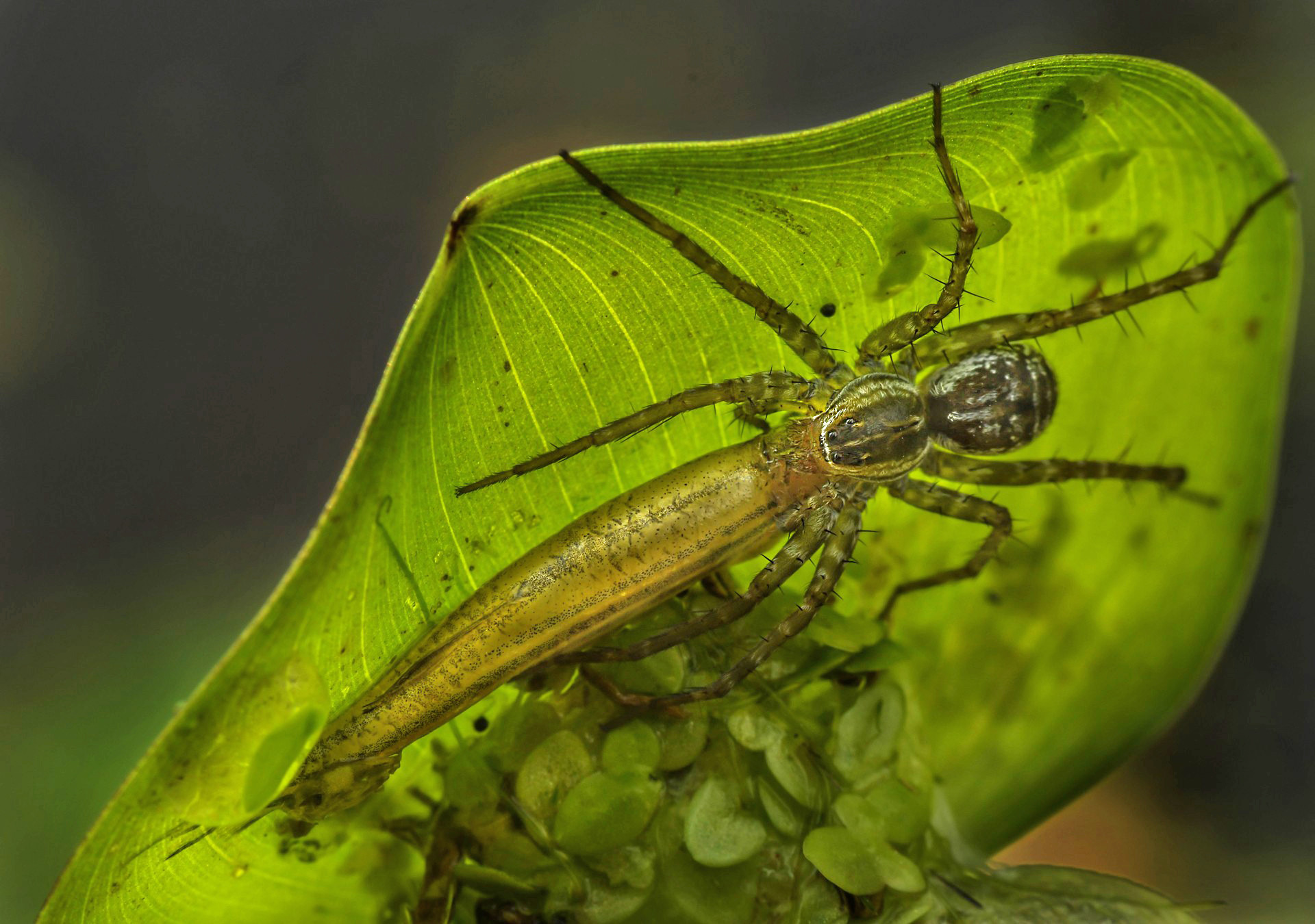 Animal behaviour special mention alok kar inbound - Nature inFocus Photography Awards 2020: The Winners | Nature inFocus