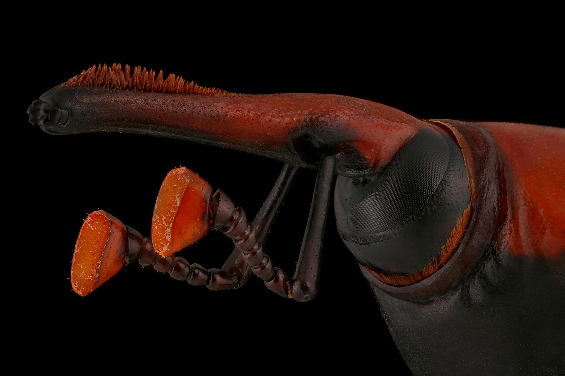 Animal portraits runner up mofeed abu shalwa red palm weevil - Nature inFocus Photography Awards 2020: The Winners | Nature inFocus