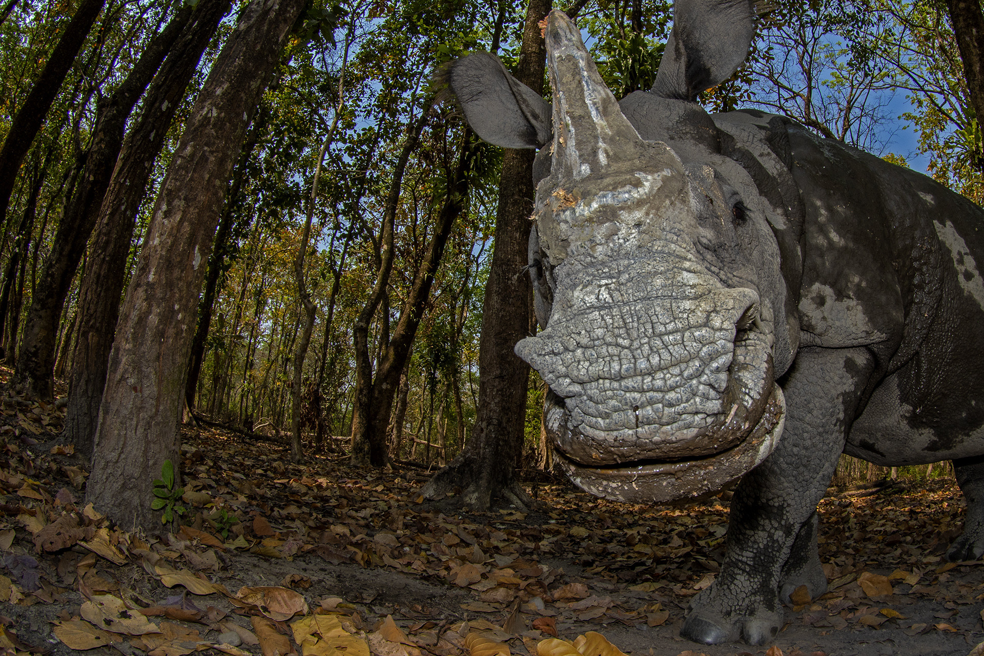 Animal portraits nd runner up soumabrata moulick rhino fisheye close up handheld - Nature inFocus Photography Awards 2020: The Winners | Nature inFocus
