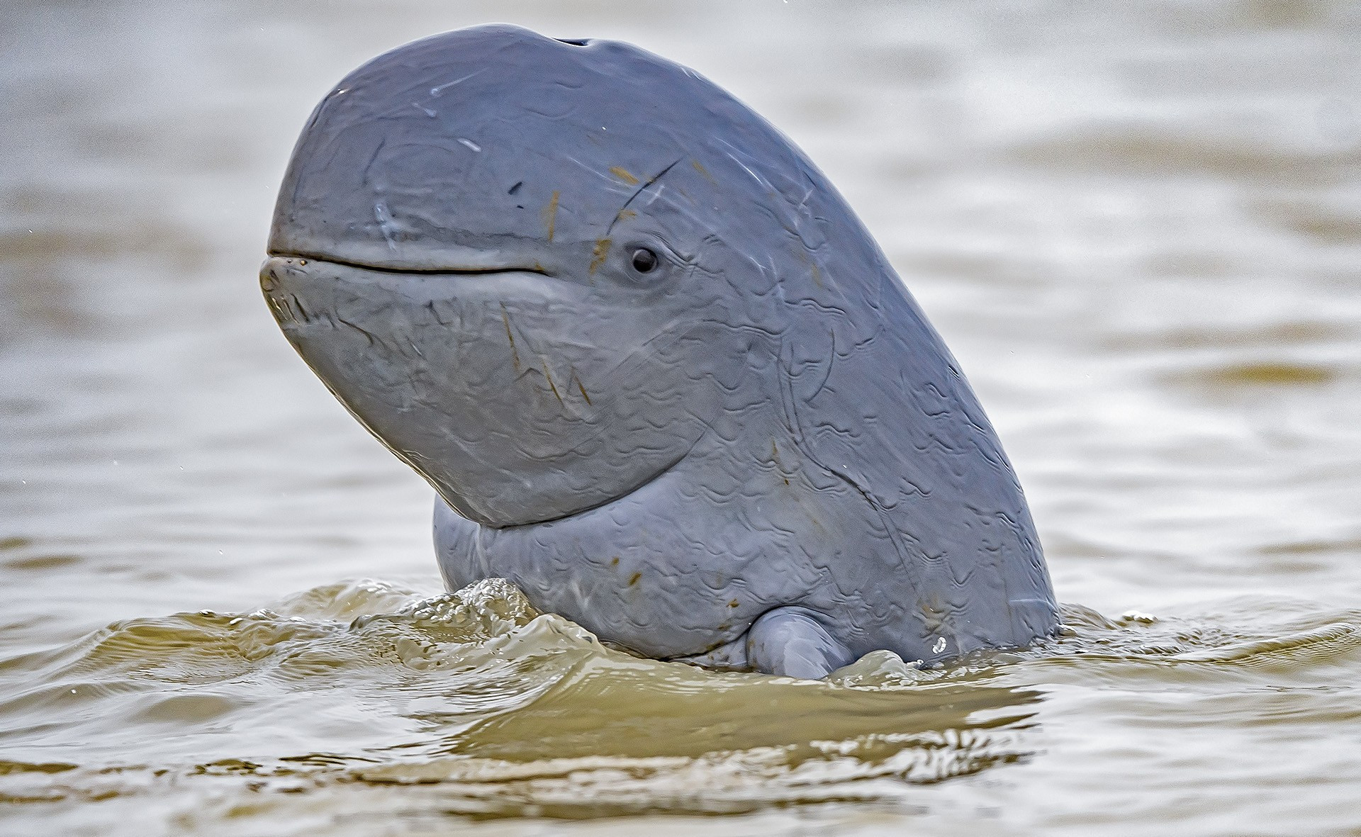 Animal portraits special mention anupam koley low dsc - Nature inFocus Photography Awards 2020: The Winners | Nature inFocus