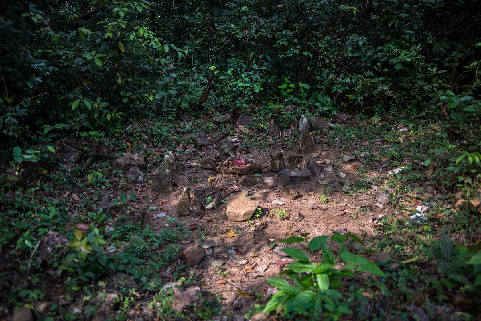 Locals revere this patch of forest along the Sirsi-Kumta Road. According to the legends and folk tales recounted here, misfortune has befallen anyone who has tried to collect the mud idols scattered within the grove. It is forbidden for women and children to enter this devarakadu.Photograph: Ashwini Kumar Bhat