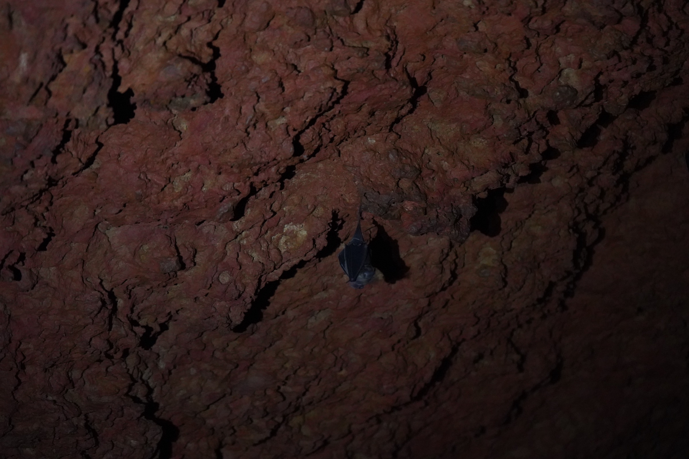 Bat | Nature Infocus