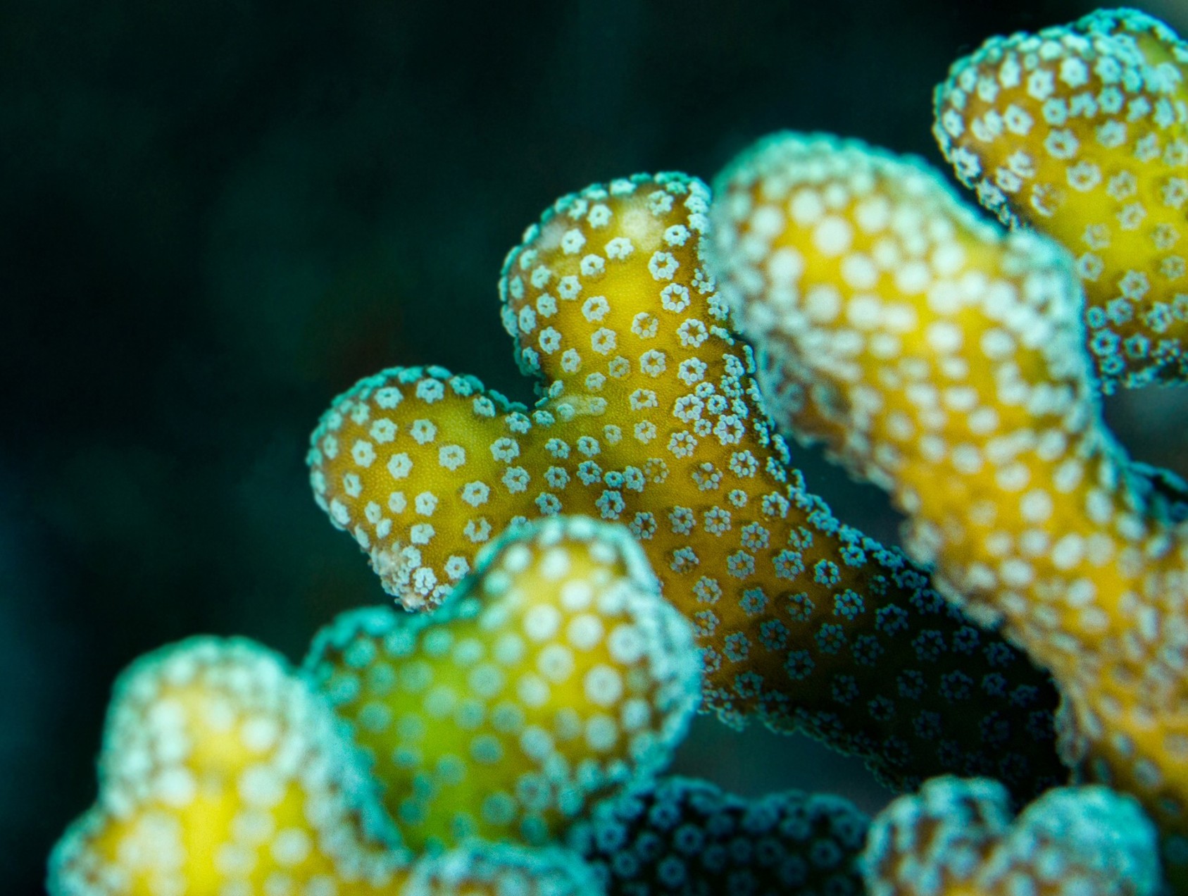 Look closely at this Cauliflower Coral. The small, circular-shaped growths on its surface contain fluorescent larvae. Once they develop, the larvae are released, and are free to settle on the substrate. These corals are seen in a range of colours, like red, yellow, and pink.