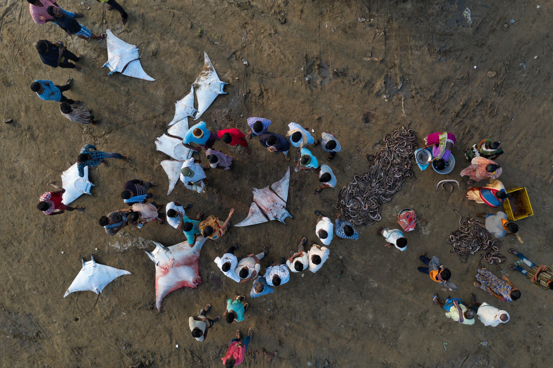 Conservation issues winner srikanth mannepuri dji - Nature inFocus Photography Awards 2020: The Winners | Nature inFocus