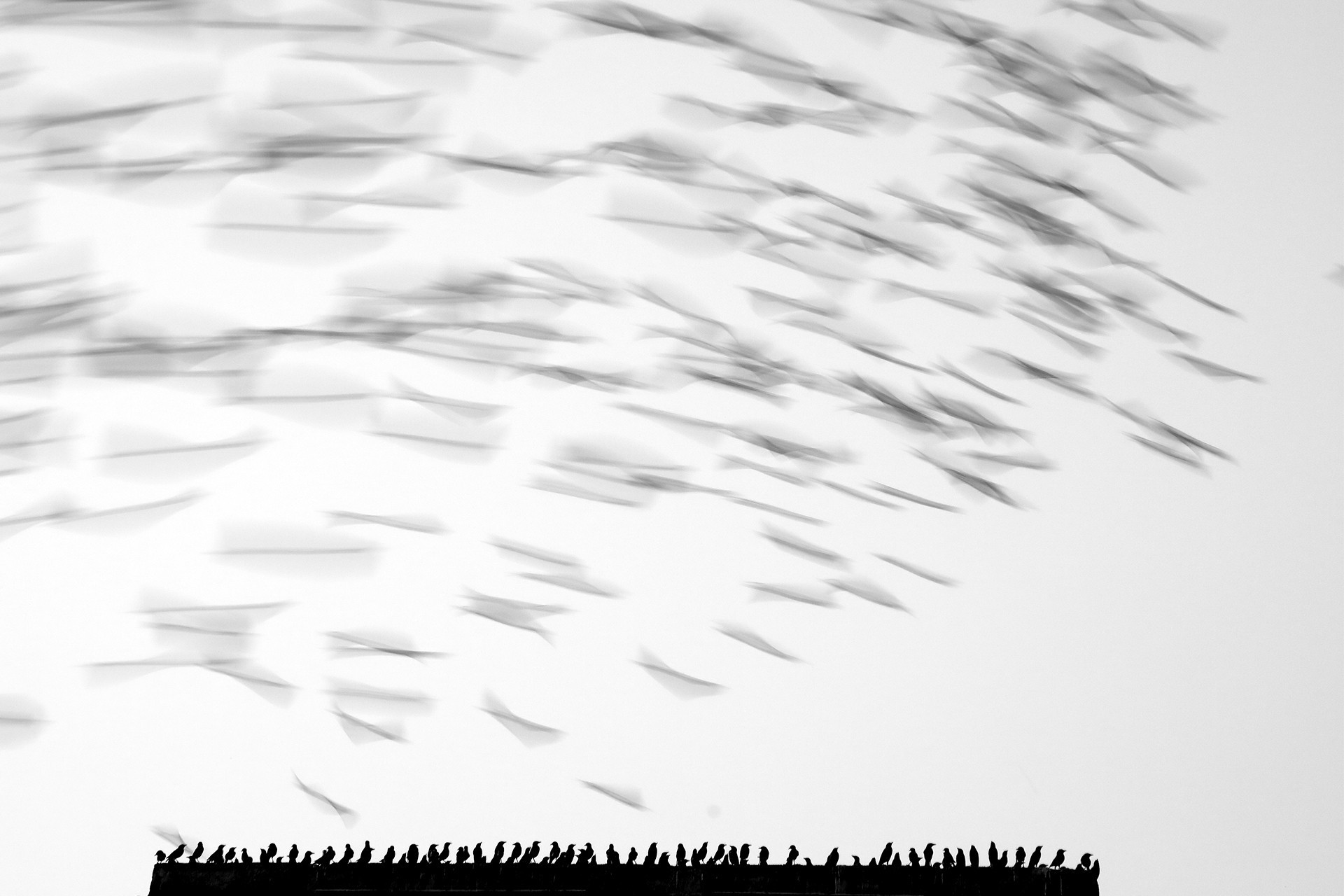Creative nature photography special mention jayesh joshi tsunami - Nature inFocus Photography Awards 2020: The Winners | Nature inFocus