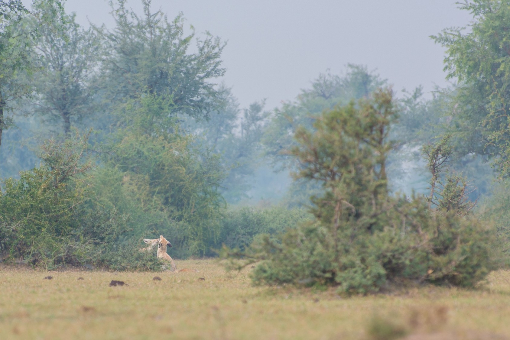 When I was photographing desert foxes in Tal Chhapar back in 2013, we saw something moving around a juli flora shrub, and stopped. ‘Maine joda dekha hai, sir’ (I have seen a pair here), my guide said. It is not a common sight to see a male and female desert fox together. The male made the first move and walked away with what seemed like a sense of purpose. The female stayed where she was. After a while, we saw the male pounce on something, and then return to the shrub where she was. He offered the kill (possibly a jird) to the female. By then, we had put our cameras away – there was too much obstructing our view. The pair approached each other briskly, carefully, with tails erect. When they get closer they started making some squeaking noises. They rubbed and pushed against each other, poking their noses into each other’s neck fur. Then they chased each other for a bit.  After a while they stopped, and stood quietly for some time, one putting a head over the other’s back. ‘Ab mating hoga, sir’ (Now they will mate) the guide said. We did not see anything for the next hour or so, but the movement in the bush told us they were still there.