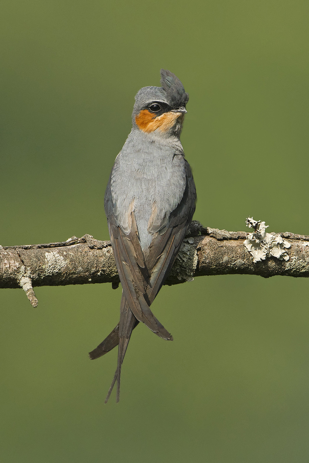 Dsc - Scouting The Blue Mountains | Nature inFocus