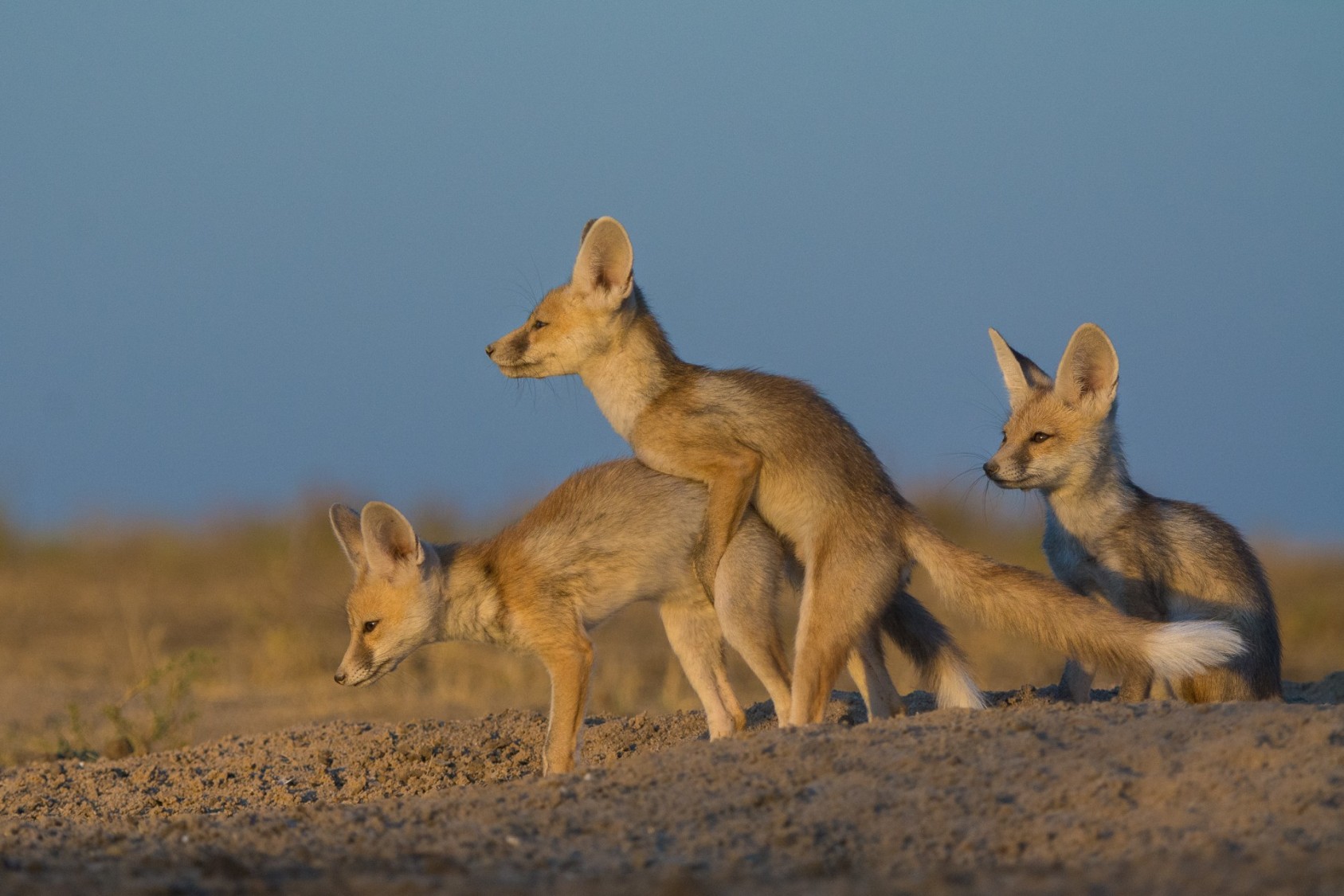 Sexual curiosity is common from a very early age. There’s little scientific research on this, but I’ve seen pups engaging in mock mating behaviour when they are about a month old. It's estimated that after about 12 months or so, they become mature enough to breed.