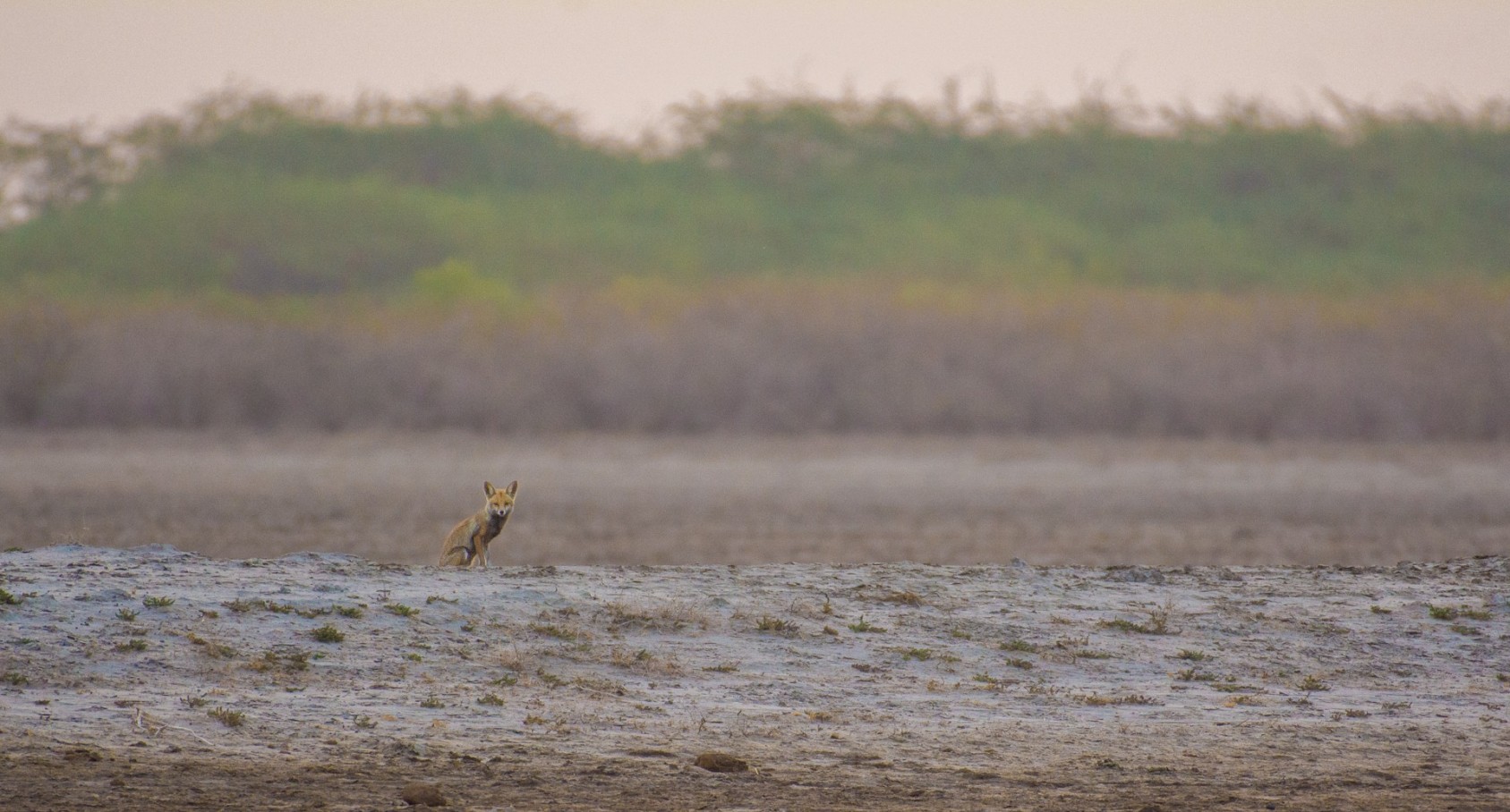 The first time I photographed a Desert Fox was in 2013. The sighting was completely unexpected and I wasn’t ready for it. Of course, the first sighting is always exciting. Invariably, it is accompanied by a feeling of tension, a heightening of the senses. But since then, I’ve learned a lot. Photographing a Desert Fox involves lying flat on the ground in extreme heat and waiting patiently for long periods of time, sometimes for up to 5-6 hours. Blending into the environment with appropriate clothing and keeping movement to a bare minimum is very important, so the foxes don’t feel threatened and alter their normal behaviour.