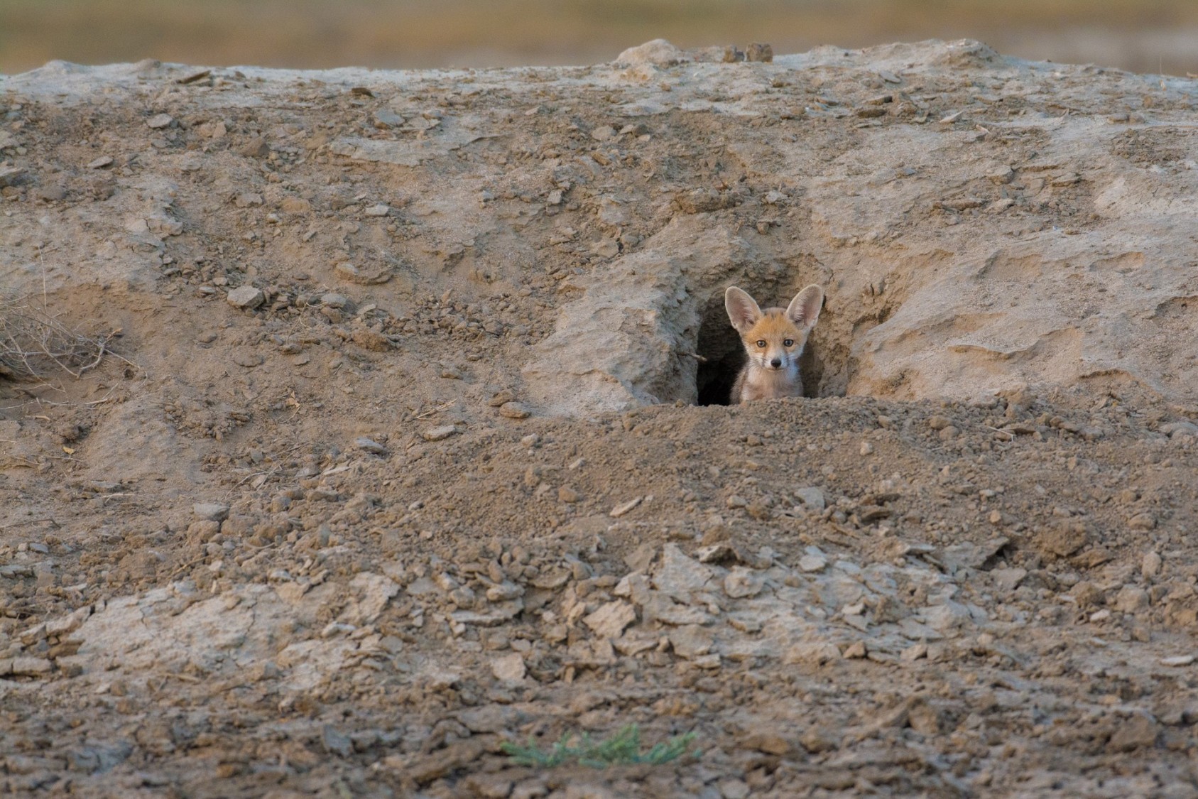 When the pups are born, they are completely blind. Litters, usually of 2-4 pups, continue to be fed by their mother for about a month. In about two weeks’ time, they start to get curious and venture out of the den.