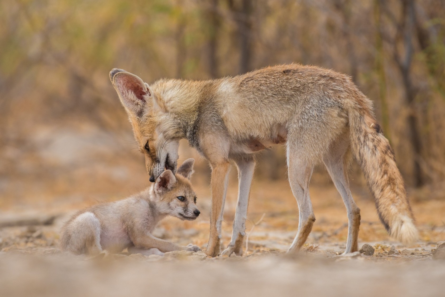 In their first 4-8 weeks of life, the pups remain fully dependent on their mother. Before they become solitary adults, they will be cared for by the mother, and at times, both parents.I have often observed co-parenting behaviour in these foxes – the father helps the mother build the den, and helps hunt for prey to bring back to the pups.