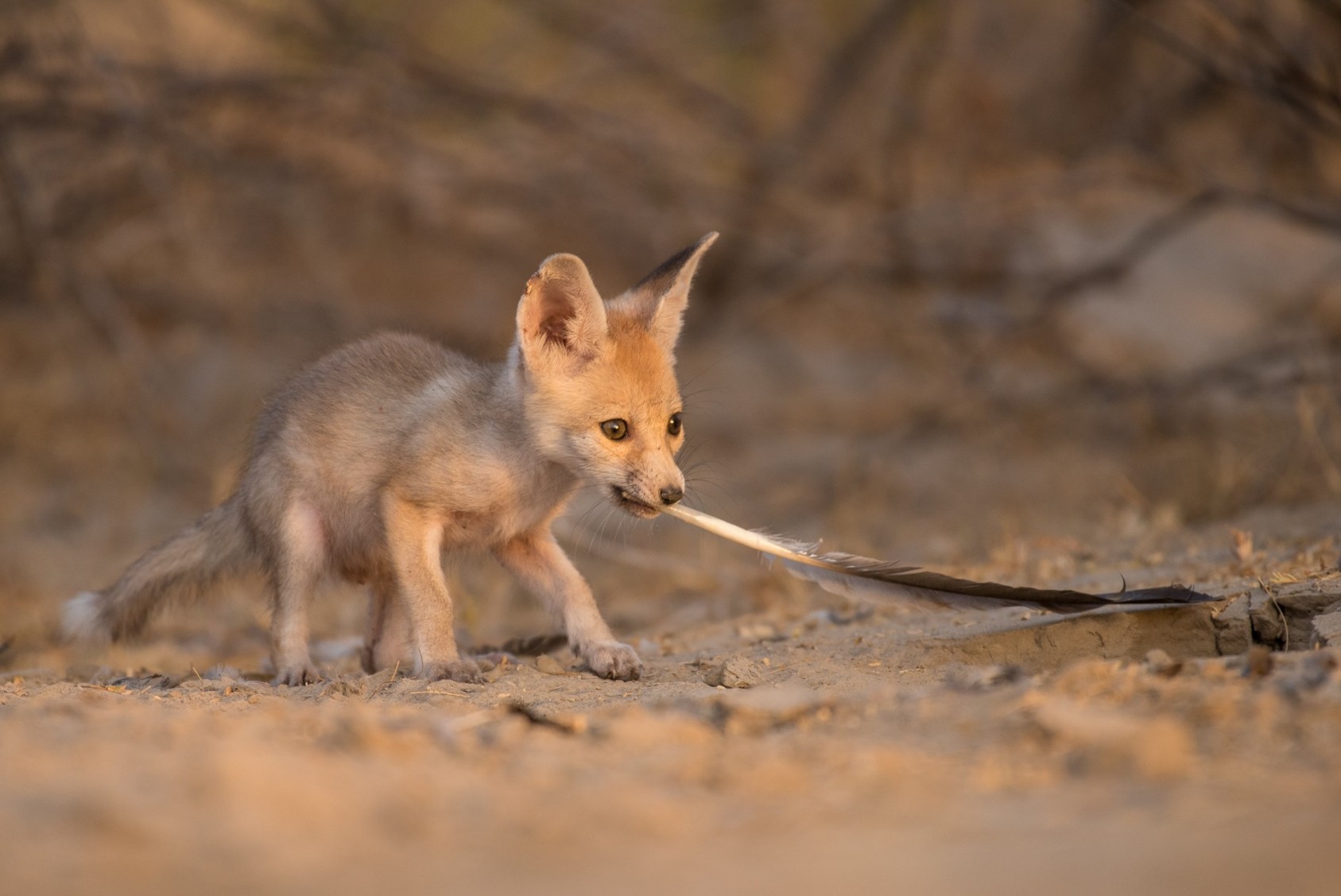 It is a joy to see these pups play. Anything and everything can arouse their mischievous instincts once they are old enough to emerge from their den. I was struck by the size of this pup, hardly bigger than a feather.