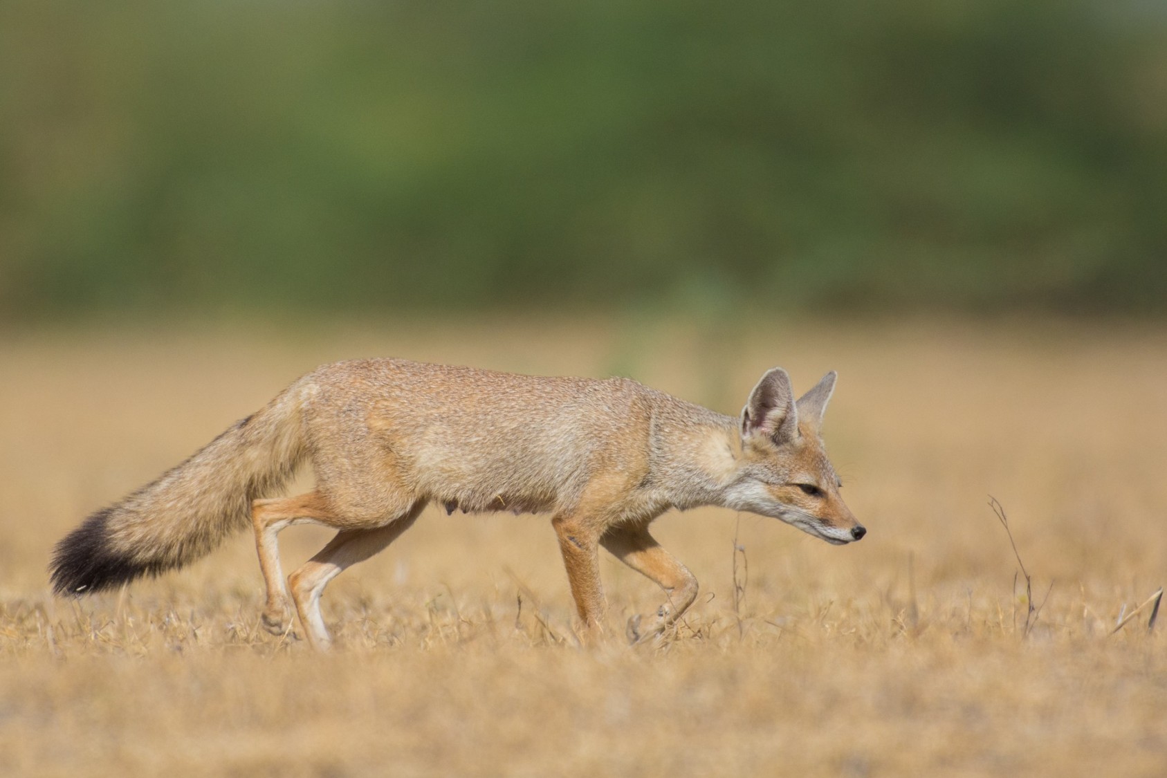 The Desert Fox is not to be confused with its close relative, the Indian Fox, although they share similar ranges. It’s easy to distinguish between the two. The Indian Fox has a black-tipped tail, the Desert Fox’s tail is brushed with white.