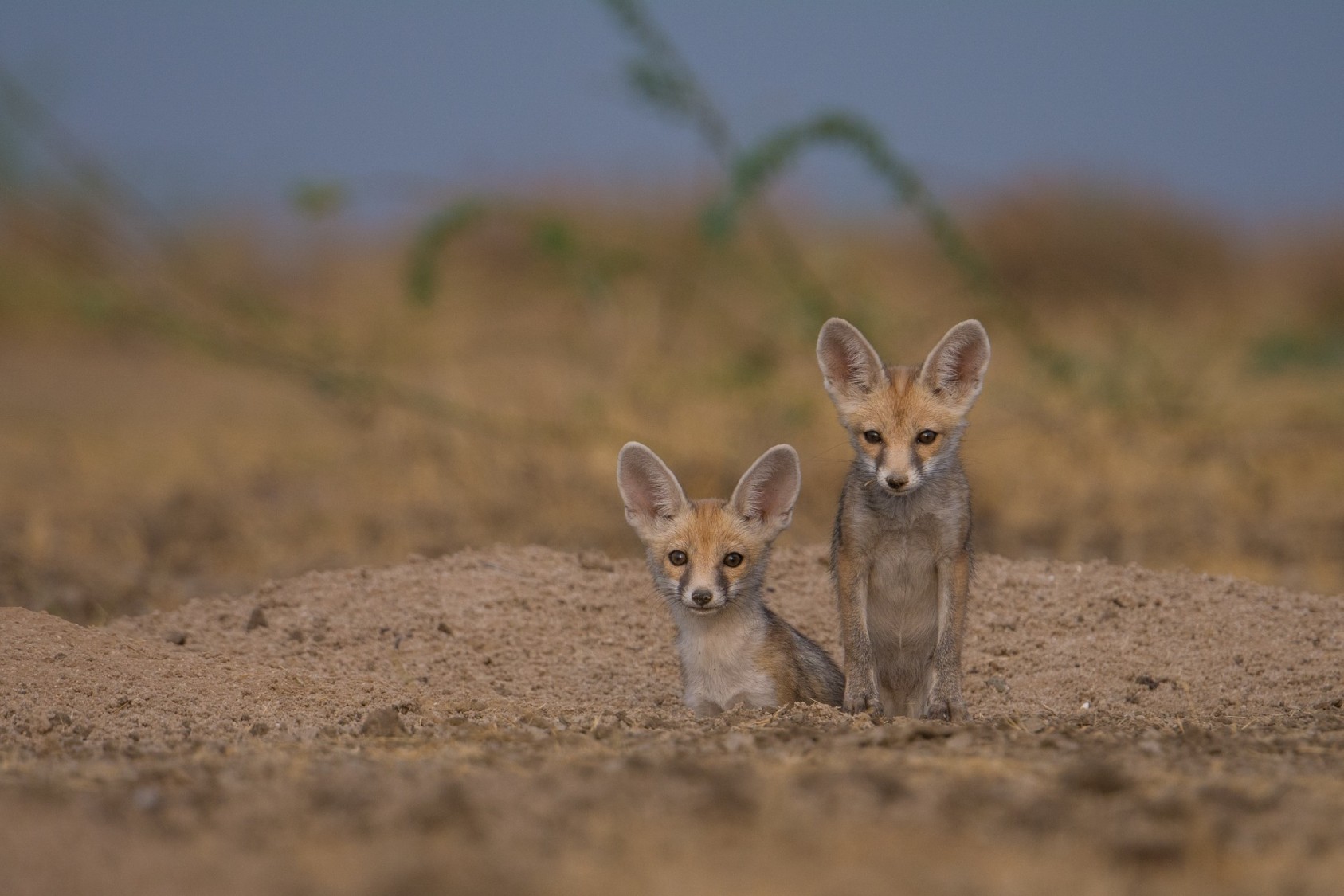 As with litters of other species, desert fox siblings often exhibit very different behaviour patterns – some are shy, some are extremely brave and curious.