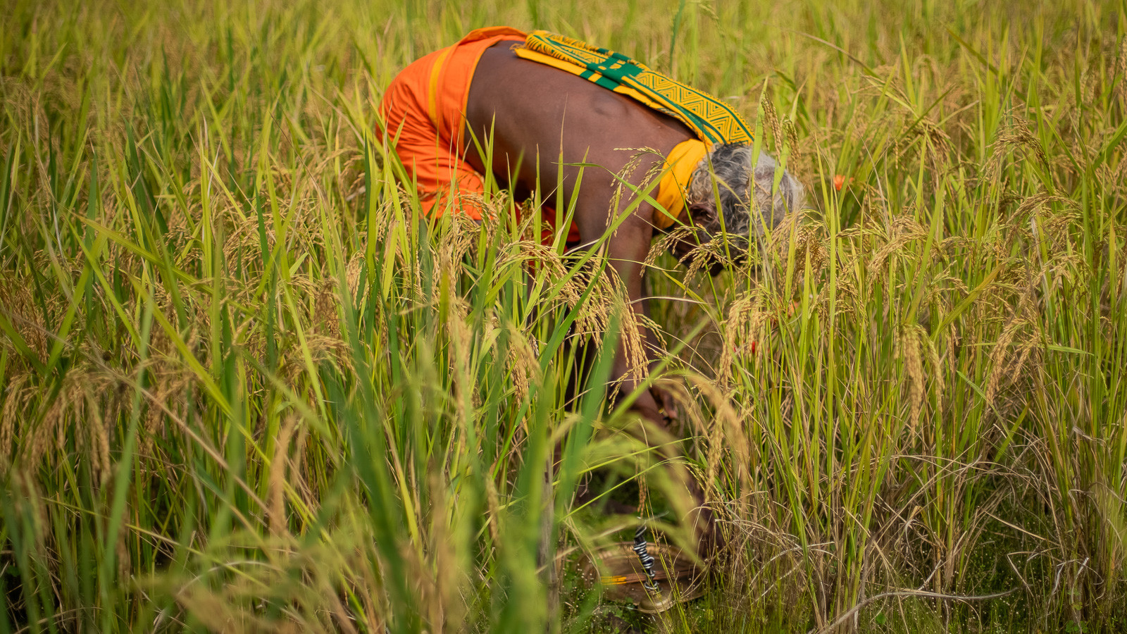  DSC     | Nature Infocus