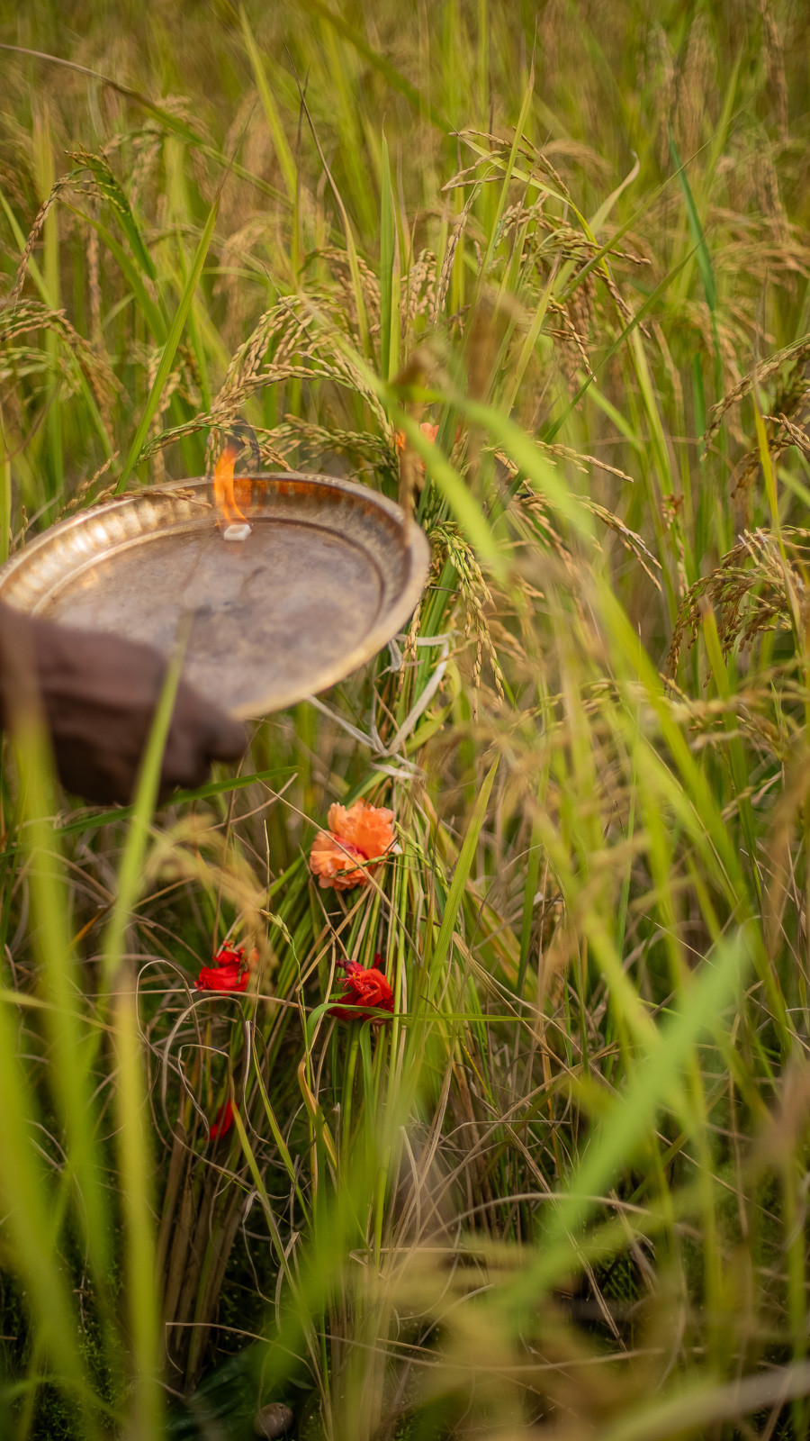  DSC     | Nature Infocus