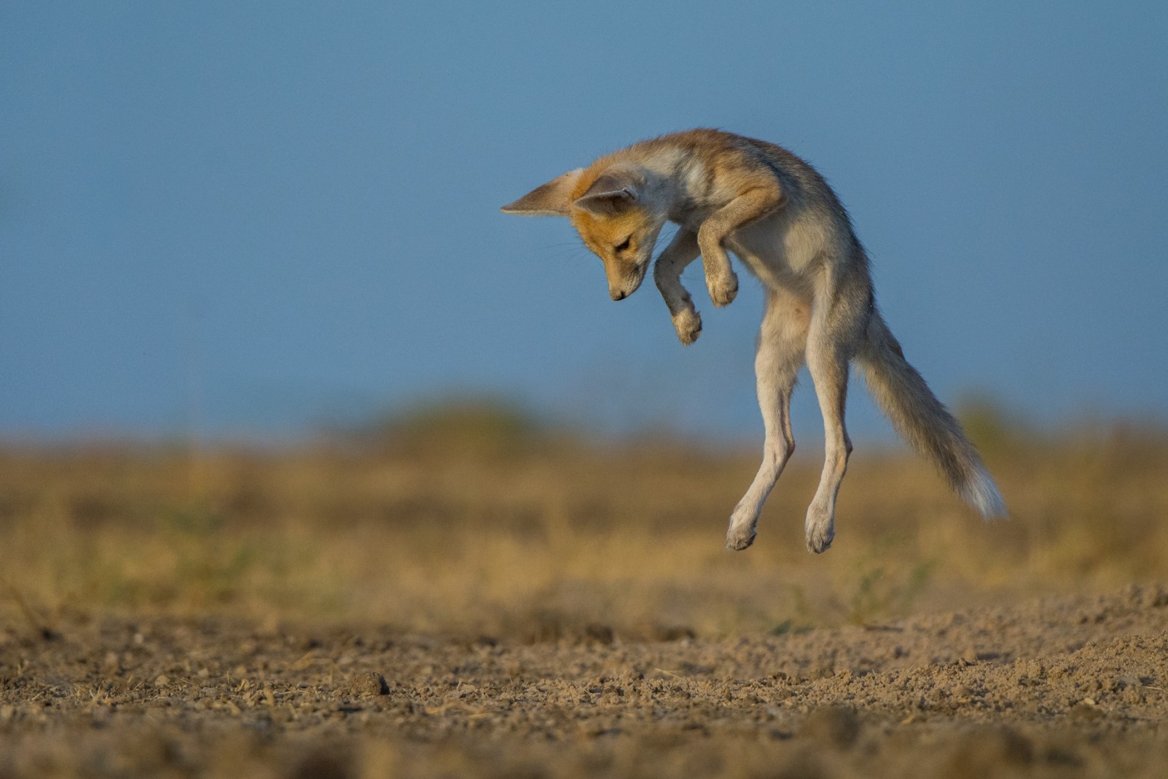 A fox pup performing a mock hunt. Being small in size, they pounce on their prey – typically rodents, lizards, jirds, small birds, and even hare at times. They also scavenge for food when they need to.