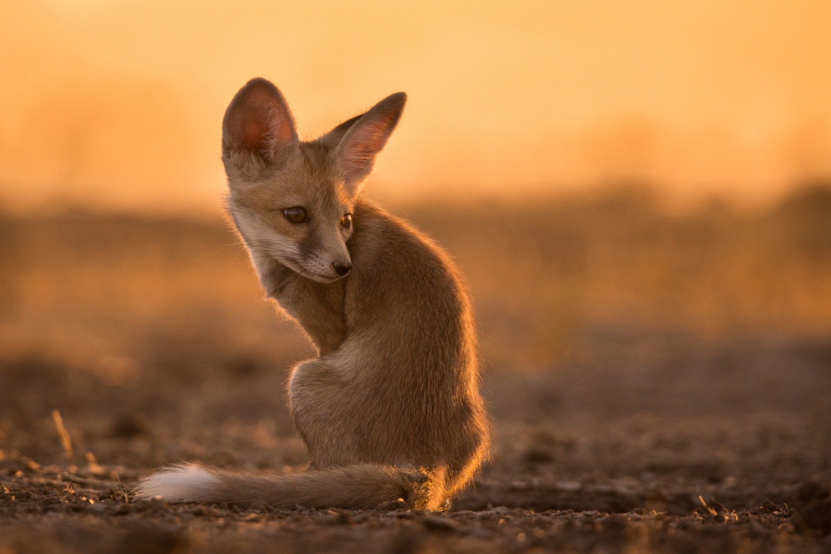 It was in the Rann of Kutch when I finally saw the Desert Fox in close quarters. “It’s smaller than I expected’’ was my first thought, and later on, when I showed my photographs to my friends and family, that was their reaction too. Adults usually measure about 30-40cm in shoulder height, and don’t grow to more than 40-45cm in length.The Desert Fox is the smallest of the three Red Fox subspecies found in India – the other two being the Himalayan or Hill Fox (Vulpes vulpes montana) and the Kashmir or Afghan Fox (Vulpes vulpes griffithi).