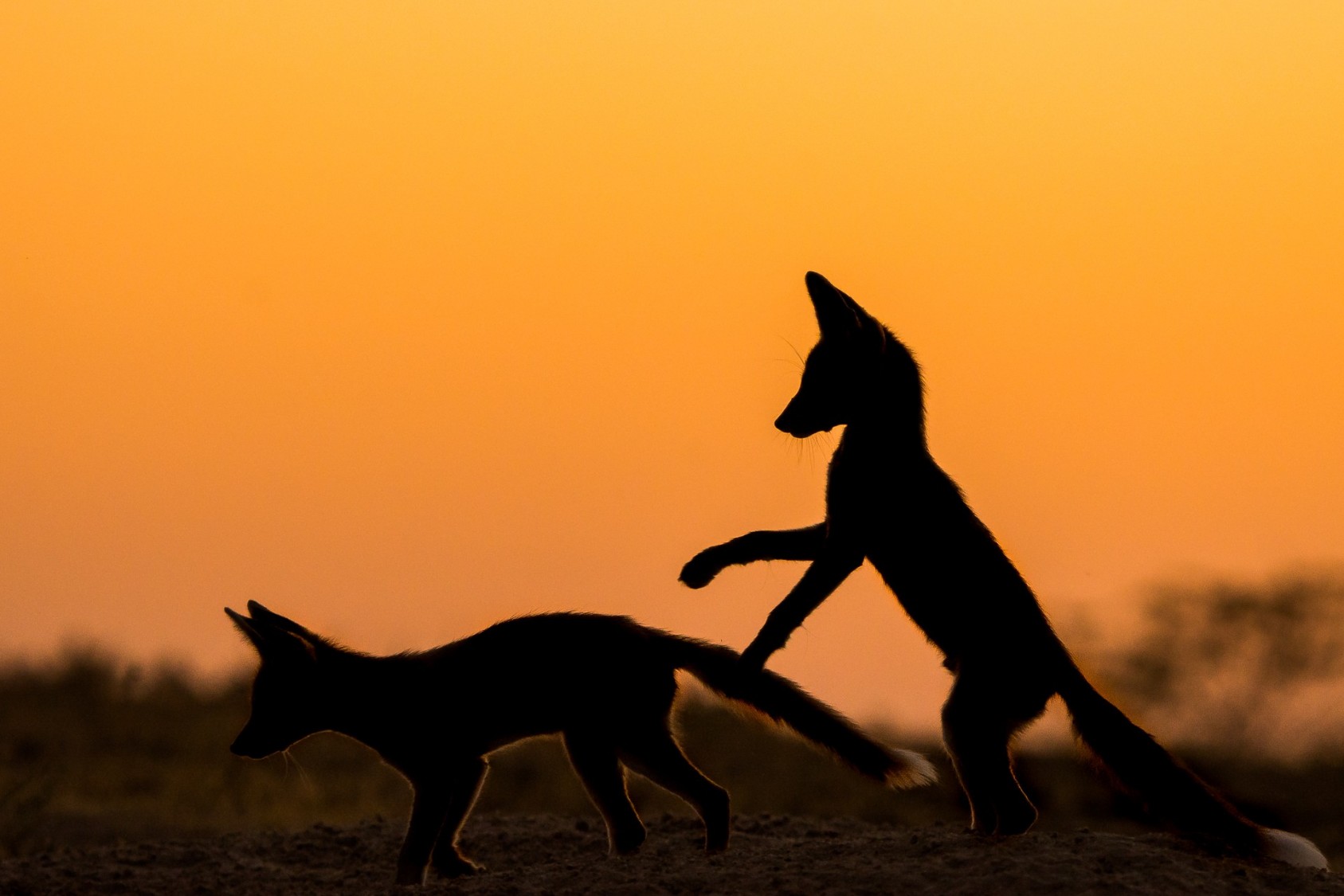 Desert Foxes are nocturnal mammals, most active early in the morning or late in the evening. While photographing them, my day starts very early and ends very late. Shooting conditions tend to be challenging due to low light in twilight hours.