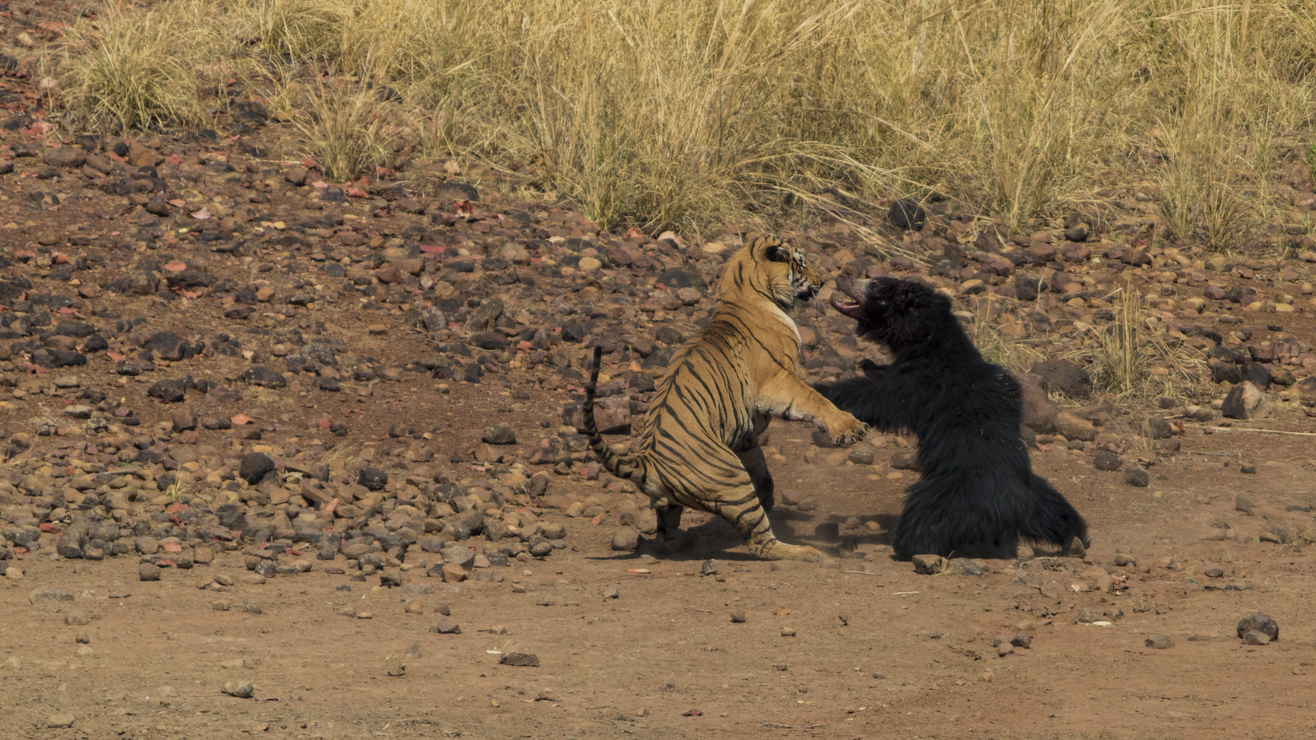 Sloth Bear Vs Tiger