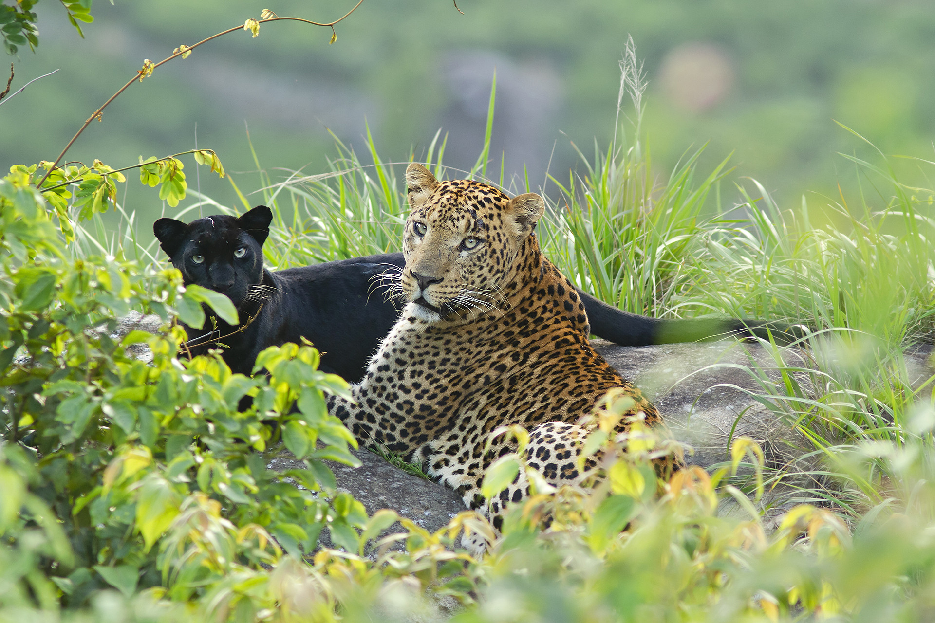 Img - Scouting The Blue Mountains | Nature inFocus