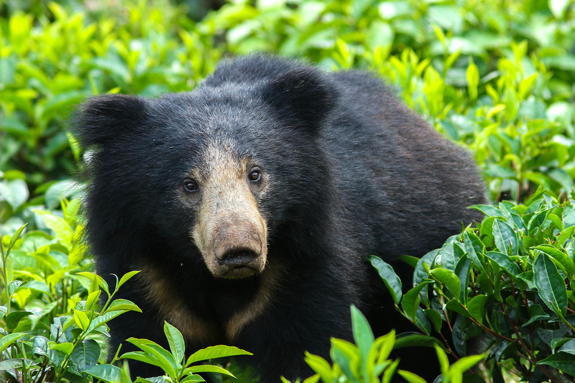 Img - Scouting The Blue Mountains | Nature inFocus