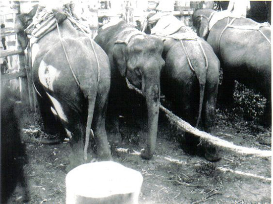 Kabini's History of Khedda Elephant Capture | Nature inFocus