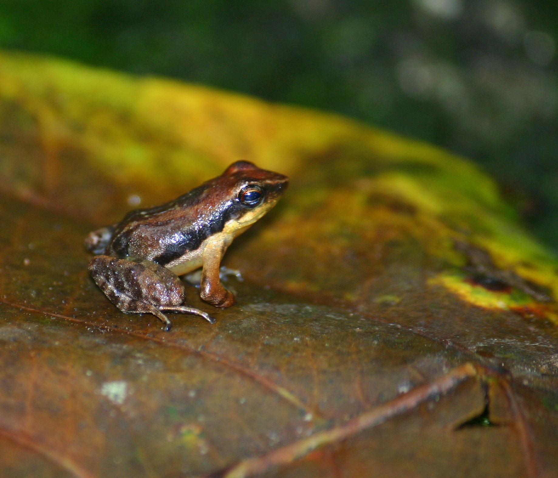 The Taxa Files | Nature inFocus