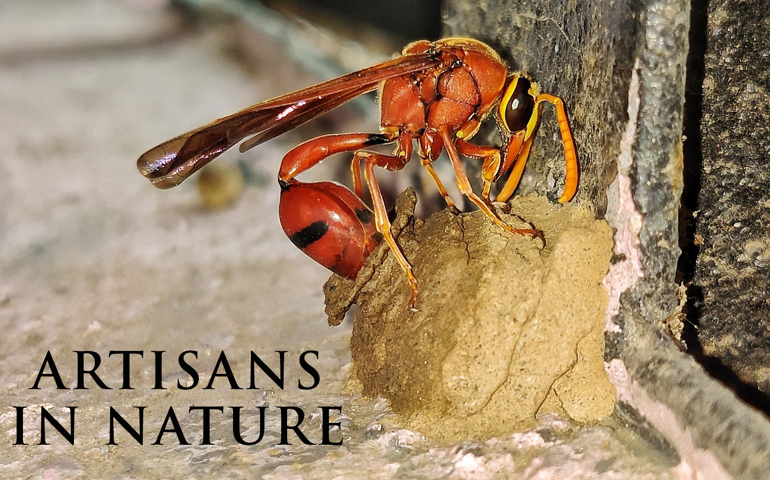Screenshot - Nature inFocus Film Awards 2020: The Winners | Nature inFocus