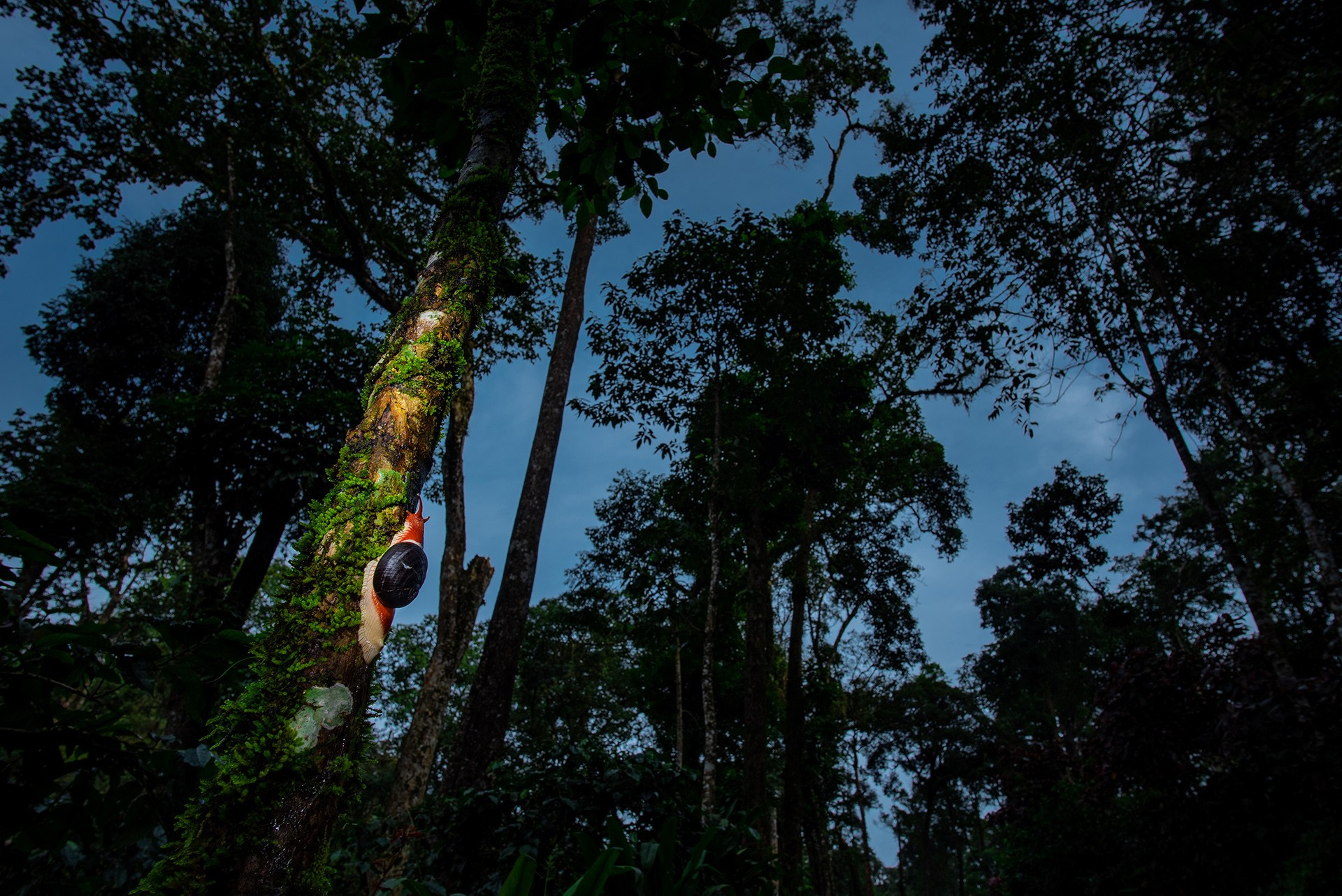 Wildscape and animals in habitat nd runner up mandar ghumare dsc - Nature inFocus Photography Awards 2020: The Winners | Nature inFocus