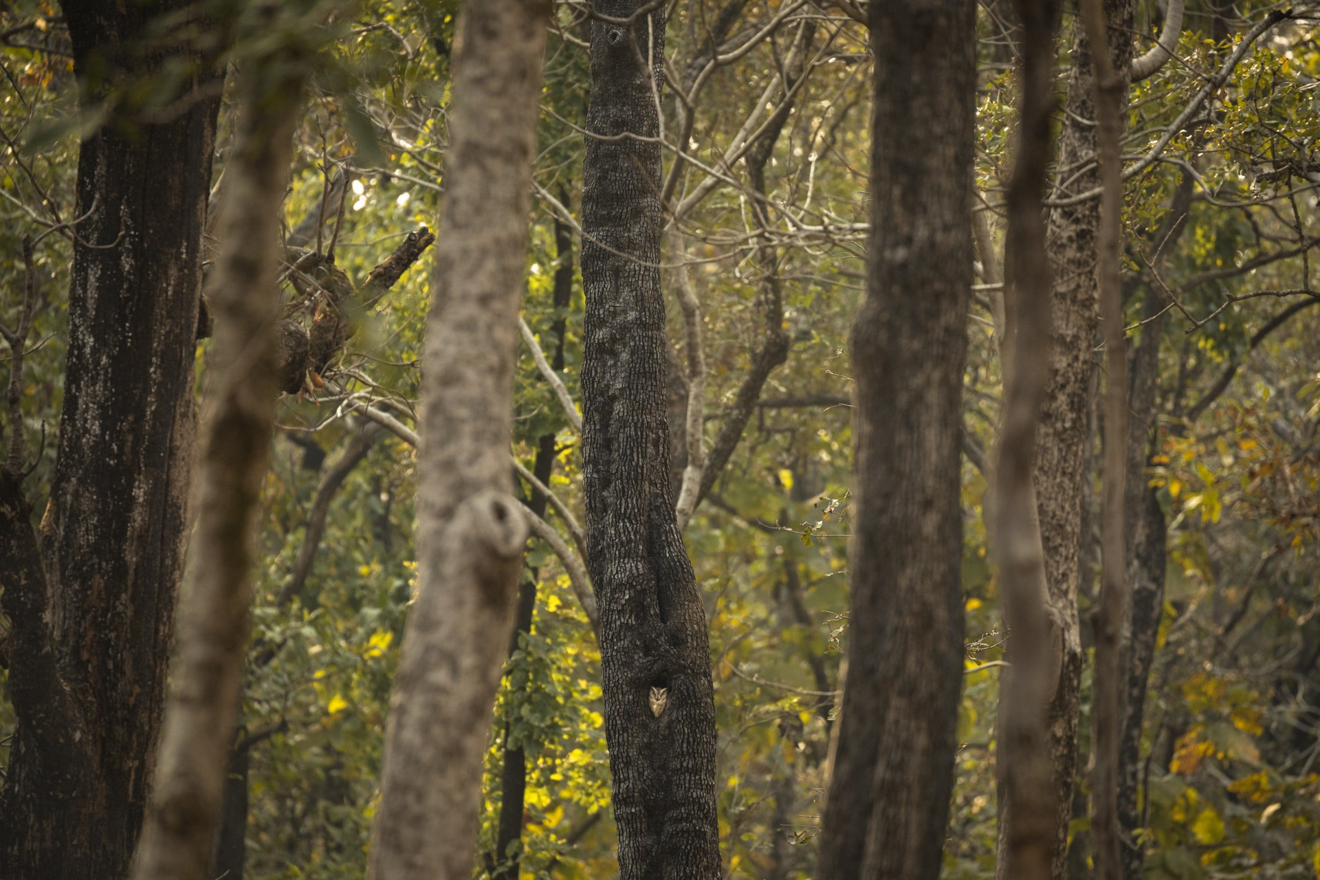 Wildscape and animals in habitat special mention rohin bakshi a - Nature inFocus Photography Awards 2020: The Winners | Nature inFocus