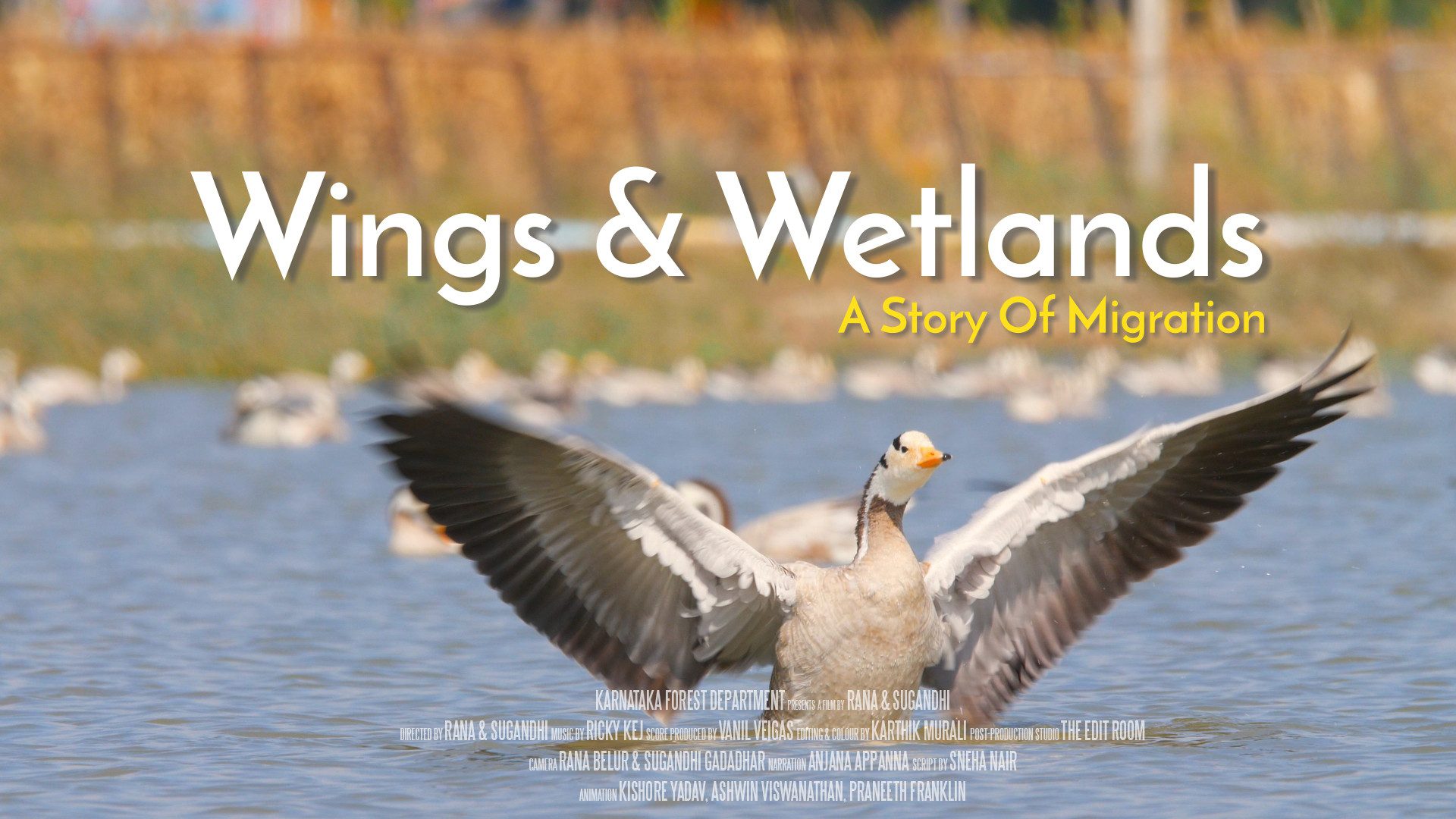 Wings wetlands poster - Nature inFocus Film Awards 2020: The Winners | Nature inFocus