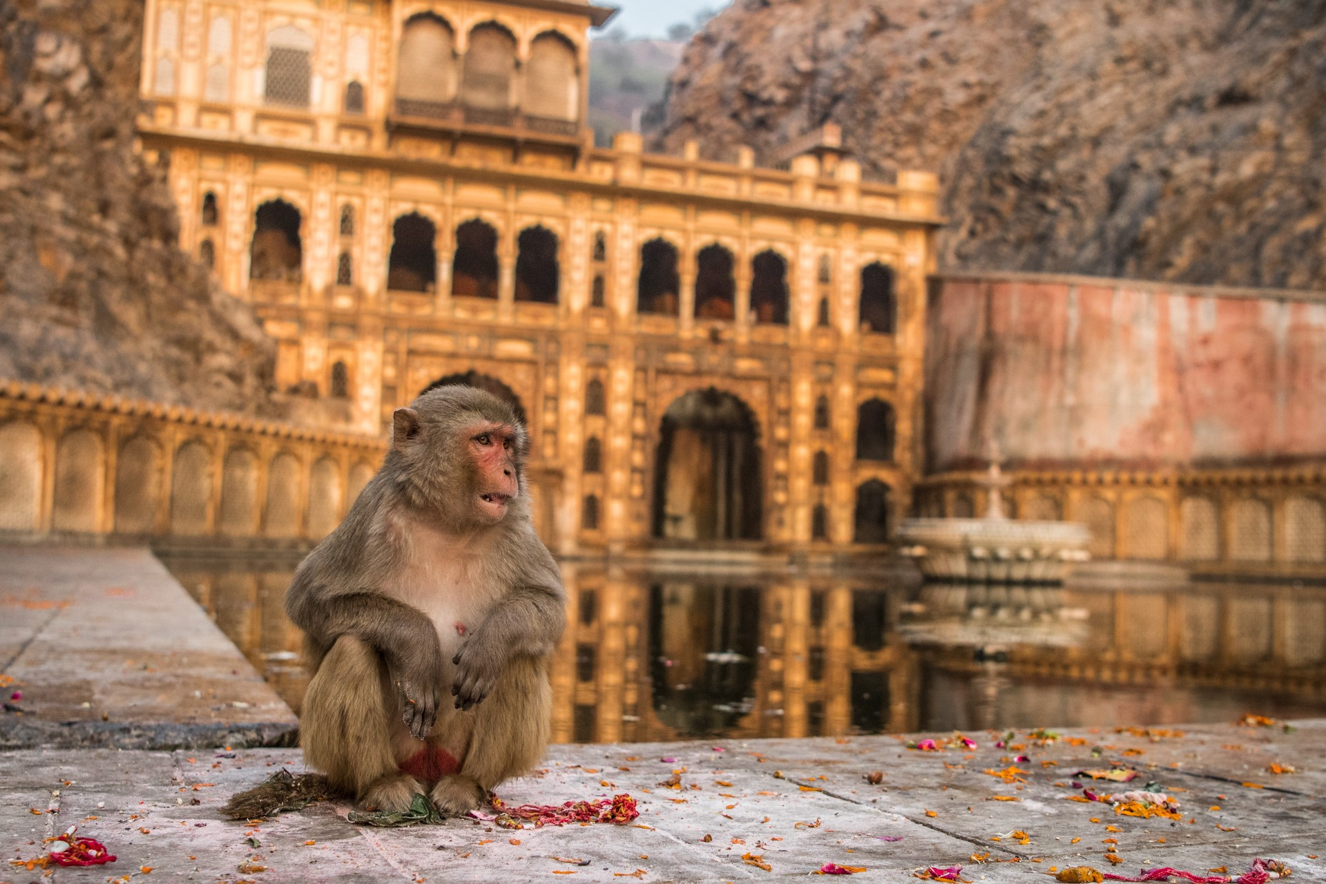 Young photographer nd runner up abhikram shekhawat abi - Nature inFocus Photography Awards 2020: The Winners | Nature inFocus