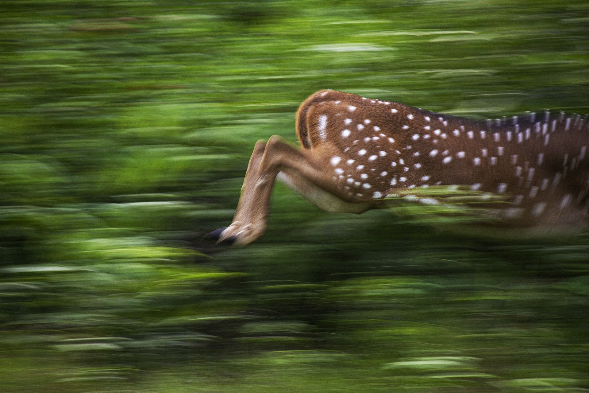 Young photographer special mention tanish ray mg - Nature inFocus Photography Awards 2020: The Winners | Nature inFocus