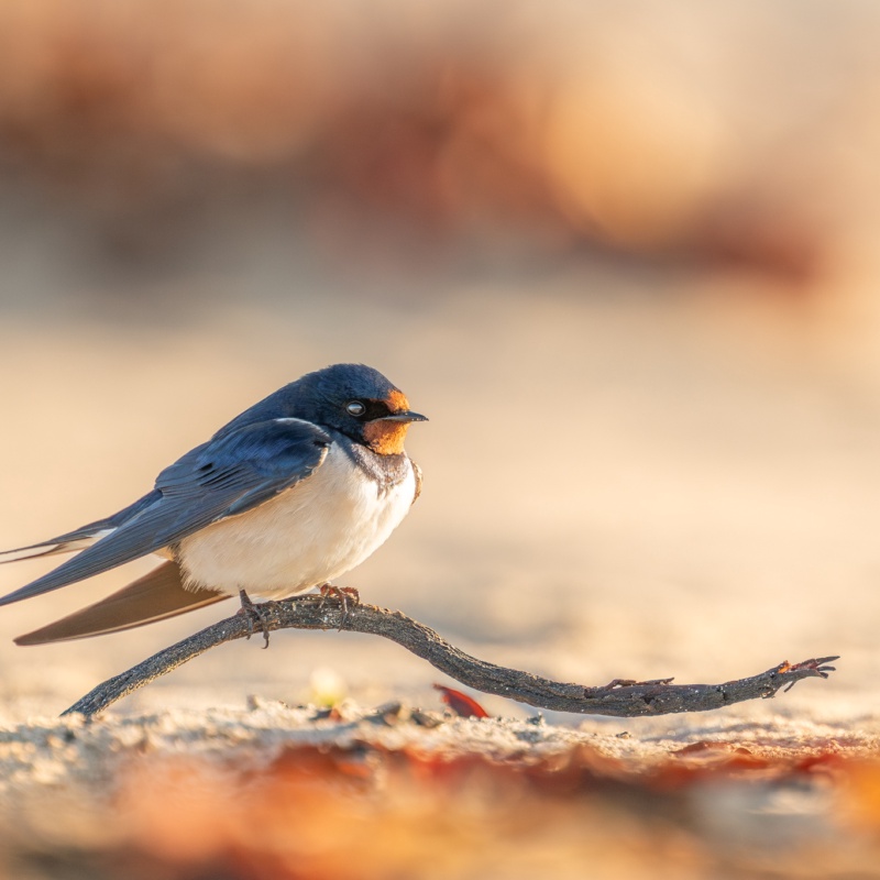 This is a photo of a Barn Swallow taken in Guernsey during their passage through from Africa to Europe.