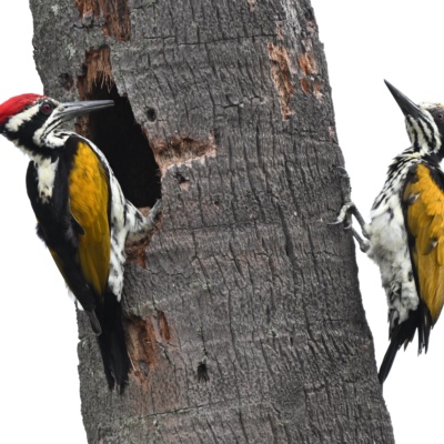 Male and female flame backed wood pecker nestingThis was captured in an extension are at Mysore, Karnataka state, in India.