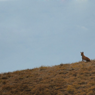Dhole's watch tower