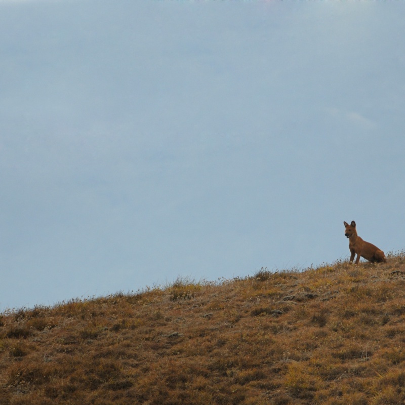 Dhole's watch tower