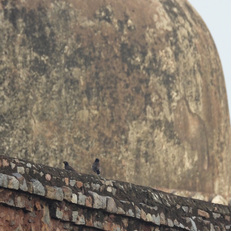 This photo was taken during an early morning walk to Lodhi Gardens last month (July 2026)