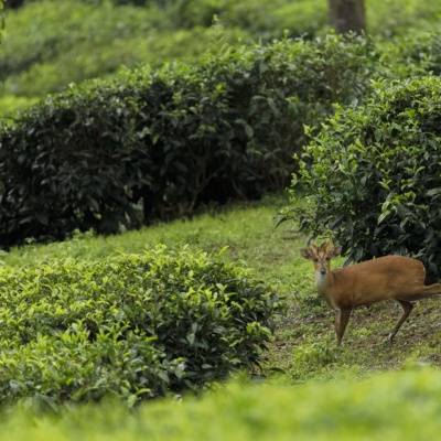 Barking Deer in a tea estate, Valparai