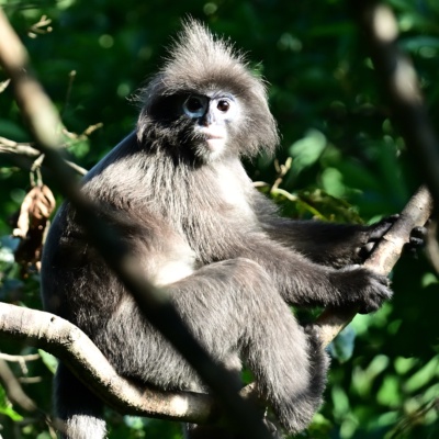 Spectacle Monkey(Female), found and recorded from Trishna WLS, South Tripura.