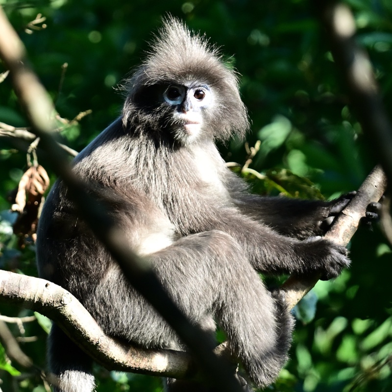 Spectacle Monkey(Female), found and recorded from Trishna WLS, South Tripura.