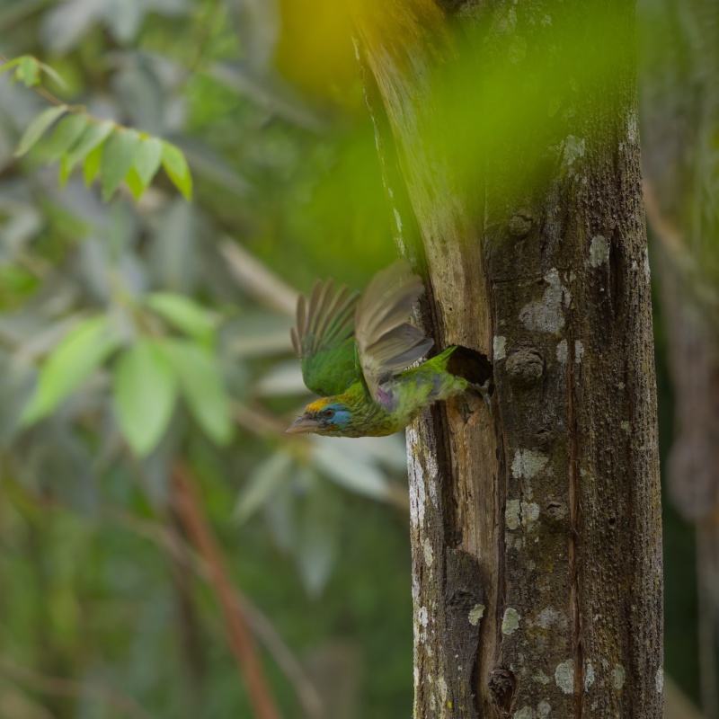 Yellow fronted barbet, going for a new hunt for feeding his yougsters. Taken in the garden at Kahagolla, Sri Lanka