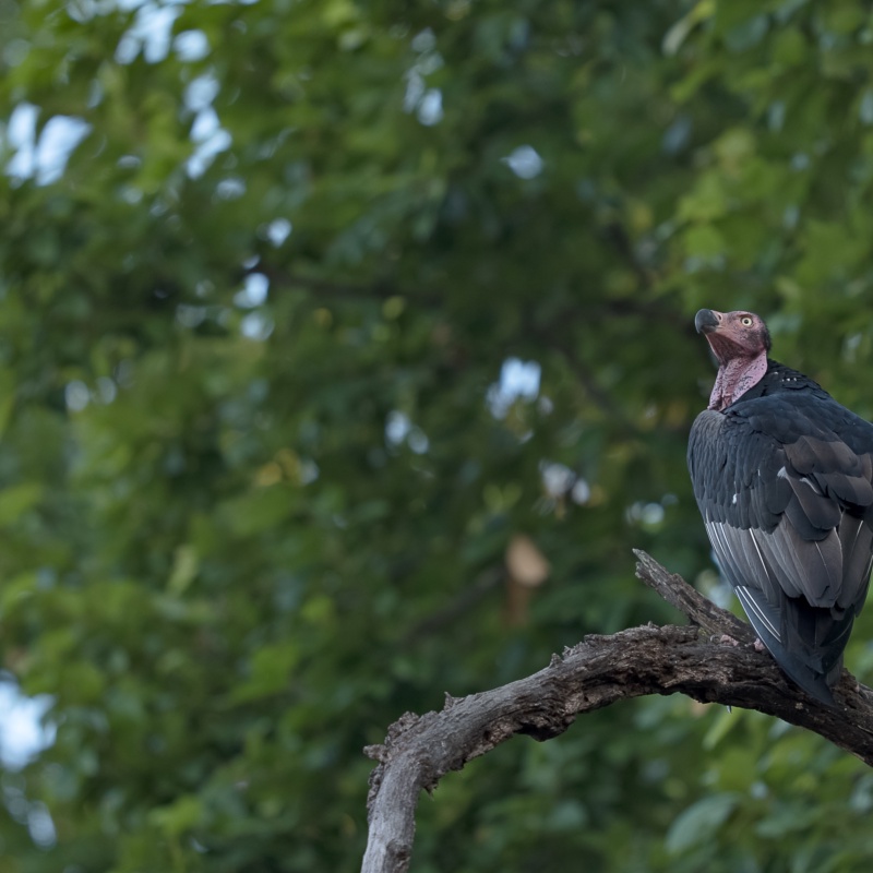 Red-headed Vulture, Location: Kanha National Park