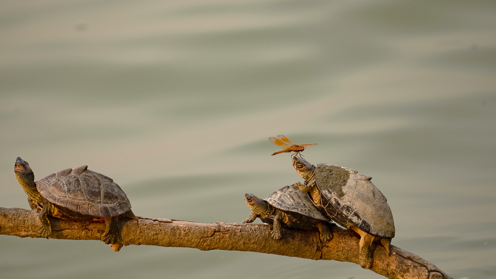 Photograph by Aditi Singh