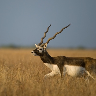 Black buck on the run